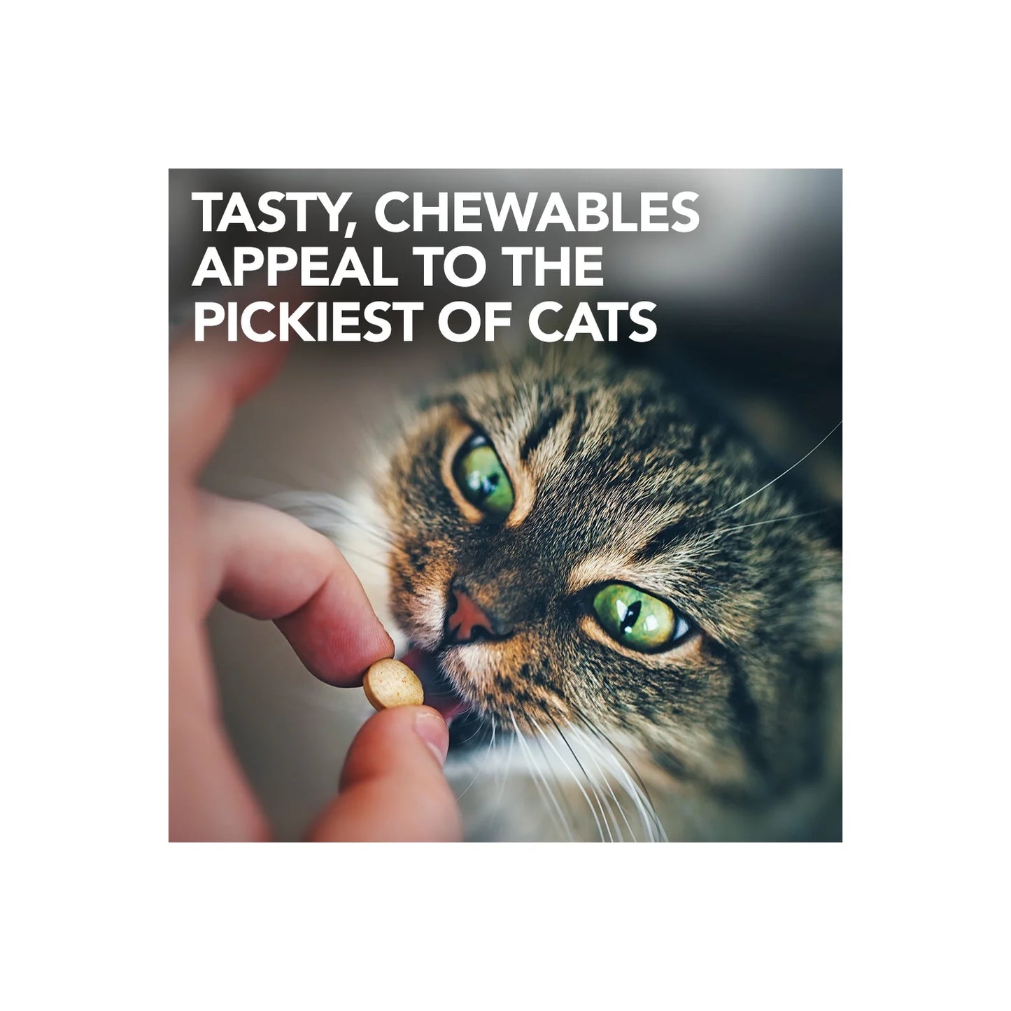 Urinary Tract Support Supplements for Cats - 60 Chewable Tablets